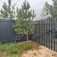 Комбинированный забор из профлиста и штакетника